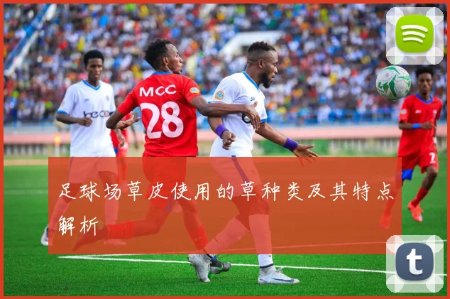 足球场草皮使用的草种类及其特点解析